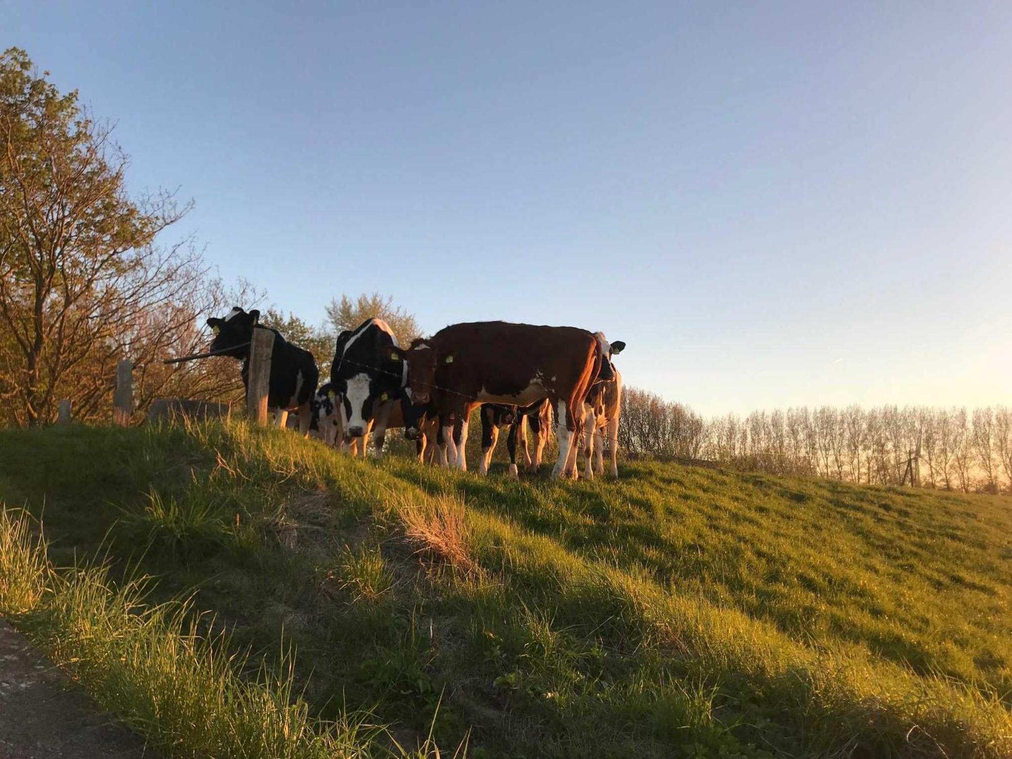 Farm stay Gulfhof Friedrichsgroden *